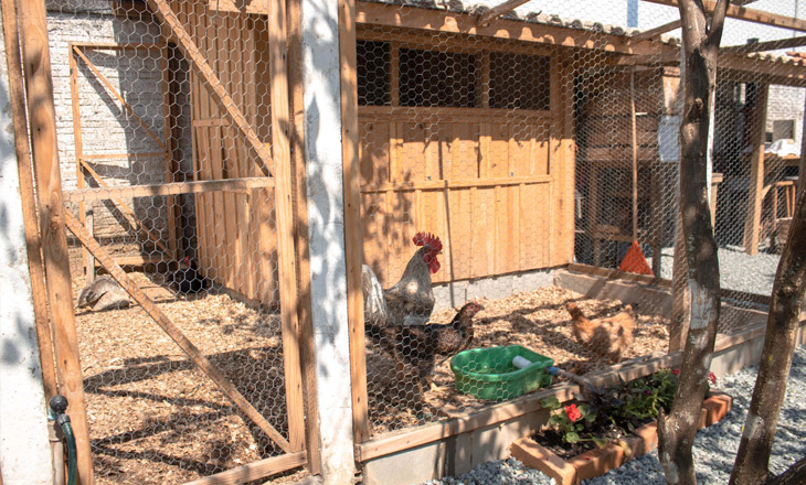 Telas para a criação de aves em Navegantes