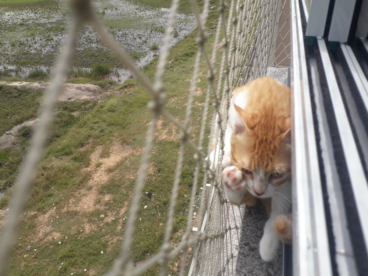 tela de proteção para gato